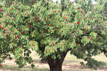 Kirschbaum auf einer Kirschplantage in der Provence