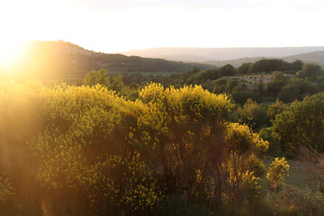 Abendsonne über Ginsterbüschen in der Provence, Luberon