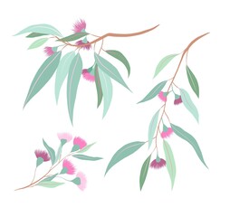 set of illustrations with branches and flowers of eucalyptus