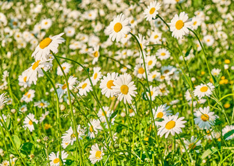 Green grass background and white daisies in nature. Long banner. copy space. Abstract blurred background. Summer
