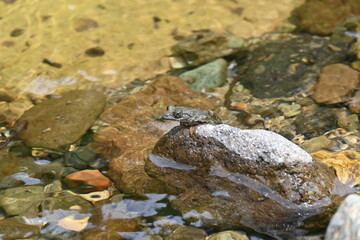 Fototapeta na wymiar 渓流の石の上にカジカガエル