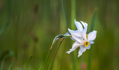 Daffodils in the spring