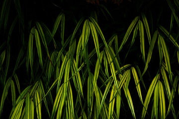 Texture of fine-leaved grass growing in the shade