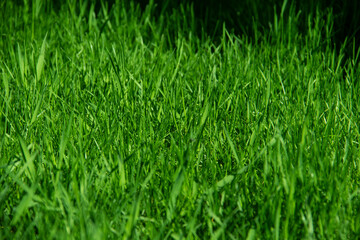 Green grass against background. A texture of the spring, summer green grass. Closeup of the grass in the meadow.
