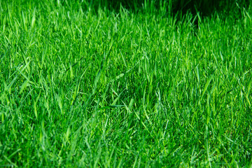 Green grass against background. A texture of the spring, summer green grass. Closeup of the grass in the meadow.