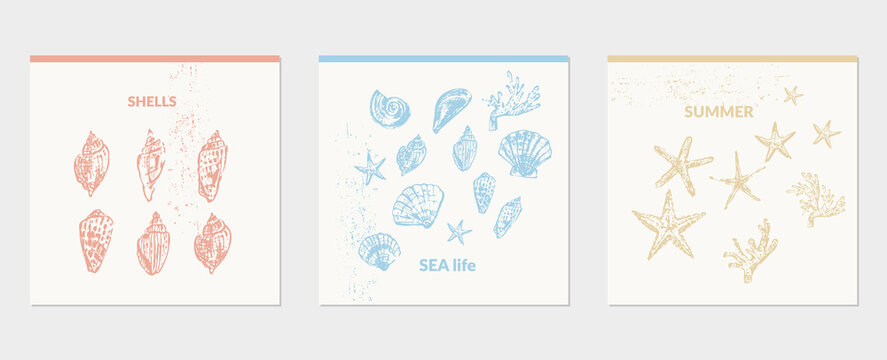 Hand drawn seashell pencil sketch set.