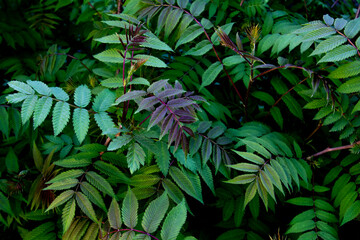 Beautiful leaves of the Sorbaria sorbifolia against background. Green leaves of the wild ash in summer.