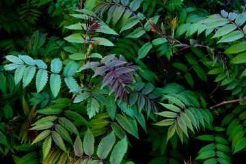 Beautiful leaves of the Sorbaria sorbifolia against background. Green leaves of the wild ash in...