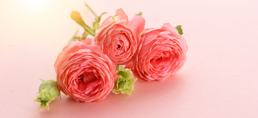 Sweet color roses in soft style on pink blured background