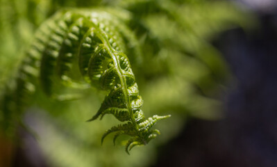 Fern leaf in the forest