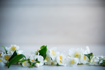 Wooden background with blooming white jasmine and empty space