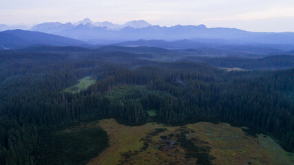 Aerial view of Pokljuka forest and meadows