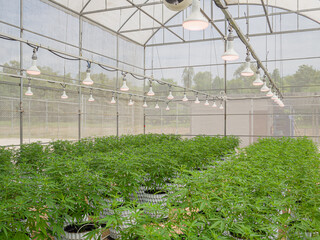 Fototapeta premium Commercial cannabis business. Large indoor marijuana commercial growing operation in the greenhouse