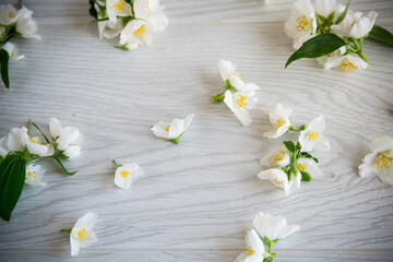 beautiful wooden background with flowers of white blooming jasmine