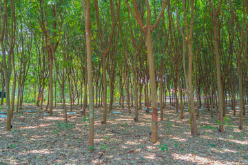 Tree tunnel in rubber plantation, Phuket, Thailand. Way through garden park in summer season. Nature landscape background