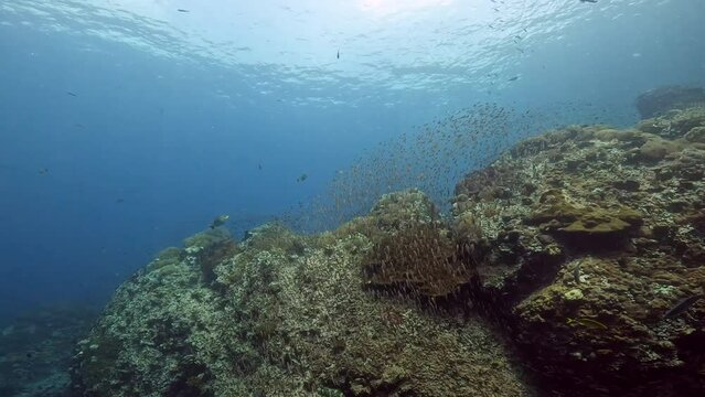 Under Water Film footage - camera panning around over coral reef with myriads of small tropical fish swimming around a rocky coral structure - Sail rock island in Thailand