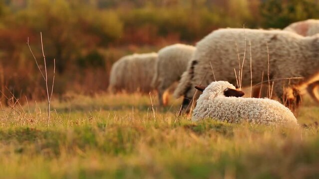 Adorable new born lamb sitting on field in evening light