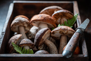 Wild and fresh mushrooms freshly picked from forest.