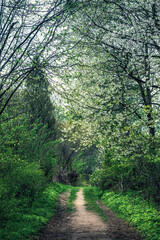 Fototapeta na wymiar Path way in green grass near spring dark forest. Walking trail in wild forrest, tranquil nature scenic