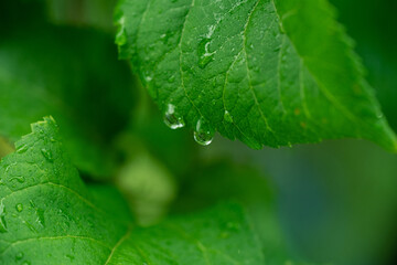 Close-up of green leaves with water drops - dew or rain. Abstract background with green leaves and dew drops.