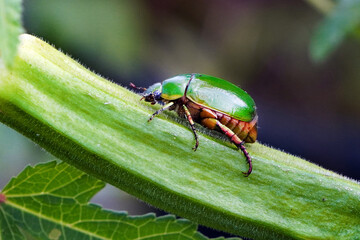 Beautiful green beetle Heterorrhina elegans crawling on okra fruit in the garden.