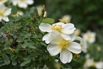 Obraz premium Large yellow rosehip flowers on a bush in summer