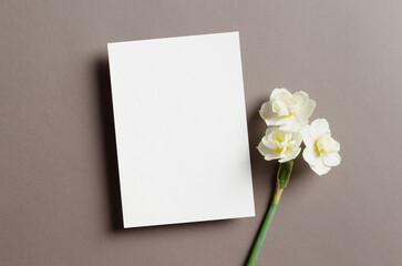 Invitation or greeting card mockup with spring daffodils flowers