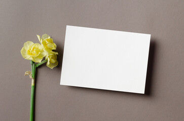 Spring greeting card mockup with daffodils flowers