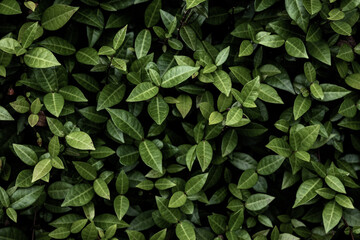 Dense leaves texture on a wall, close-up 3
