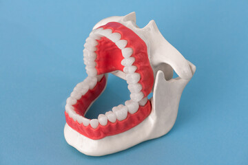 Human jaw with teeth and gums anatomy model isolated on black background. Opened jaw position. Healthy teeth, dental care, and orthodontic medical healthcare concept.