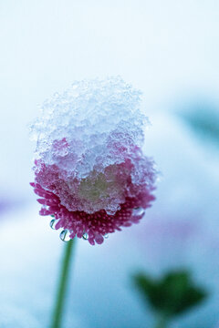 Schneeblume