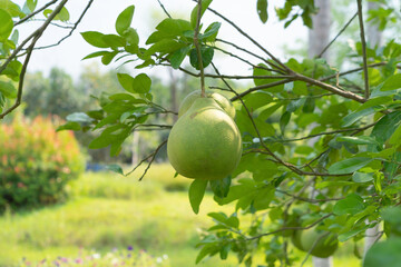 Jackfruit tree in farm. Organic food in Thailand.