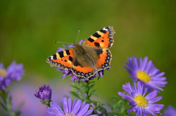 schmetterling