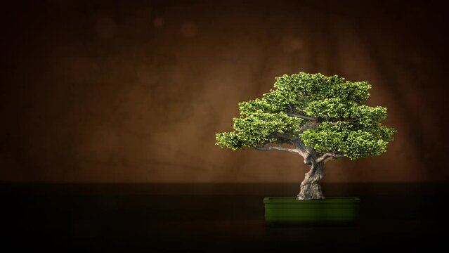 Japanese bonsai tree on dark bg with empty place