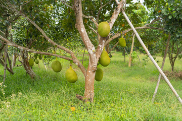 Jackfruit tree in farm. Organic food in Thailand.