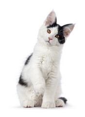 Handsome black and white Maine Coon cat kitten, sitting up facing front with one paw playful in air. Looking towards lens, Isolated on a white background.