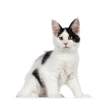Handsome black and white Maine Coon cat kitten, sitting side ways. Looking towards lens, Isolated on a white background.