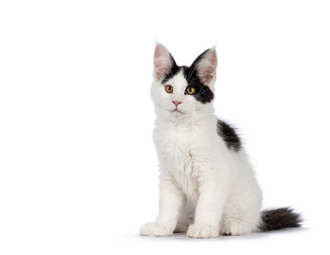 Handsome black and white Maine Coon cat kitten, sitting side ways. Looking towards lens, Isolated on a white background.