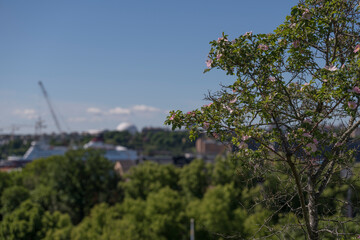 Rose flowers bush with the skyline of the district Södermalm, cruise ships and the glob arena...