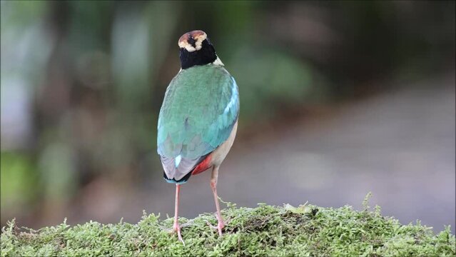 Fairy pitta (Pitta nympha) standing on green moss in natural habitat. Migratory bird.
