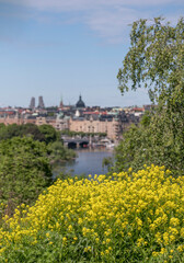 Fototapeta na wymiar Yellow summer flowers and the skyline of the district Östermalm with a bridge a sunny summer day in Stockholm