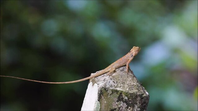 oriental garden or Garden crested or eastern garden or bloodsucker or changeable lizard (Calotes versicolor) is an agamid lizard found widely distributed in indo-Malaya, moves eyes in tropical forest.