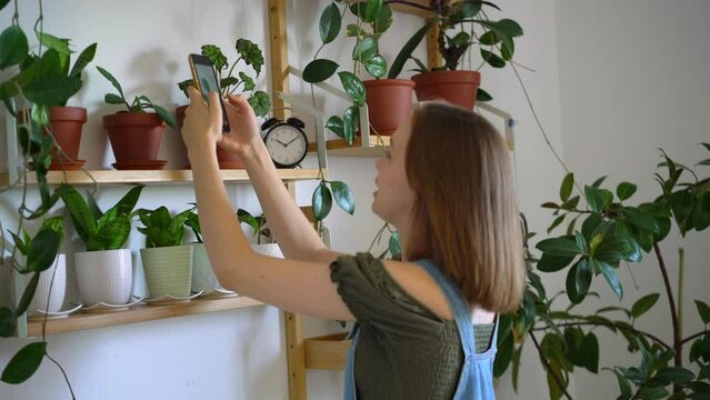 Young woman taking photos of houseplants using mobile phone while caring about them at home. Florist take care of domestic flowers, pour liquid, fertilize, enrich dry ground, horticulture, gardening