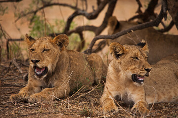 Sub-adult lions resting 14982