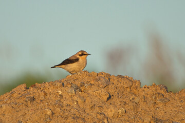 Northern wheatear or wheatear (Oenanthe oenanthe) male sitting on a dirt pile at sunrise.