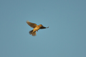 Eurasian skylark (Alauda arvensis) flying in morning with beak full of worms.