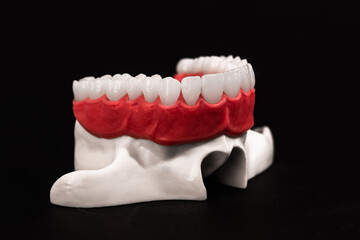 Lower human jaw with teeth anatomy model isolated on black background. Healthy teeth, dental care...