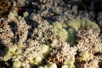 coral moss in a the beautiful forest in tasmania ( blue tier reserve forest )