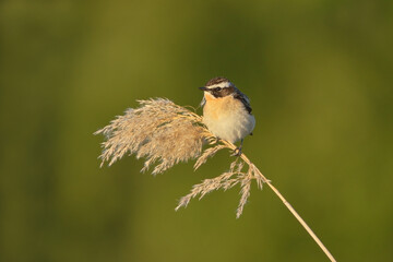 Whinchat (Saxicola rubetra) male sitting on top of a reed in early morning light.