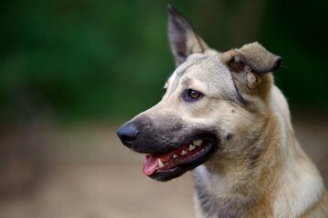 Tête jeune chien croisé loup tchèque en extérieur
